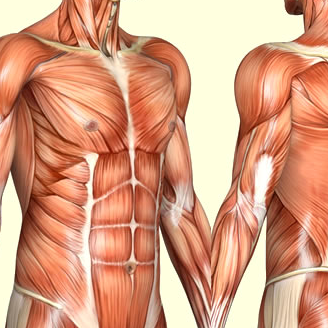 Online Anatomy and Physiology Theory L3/L4 Course